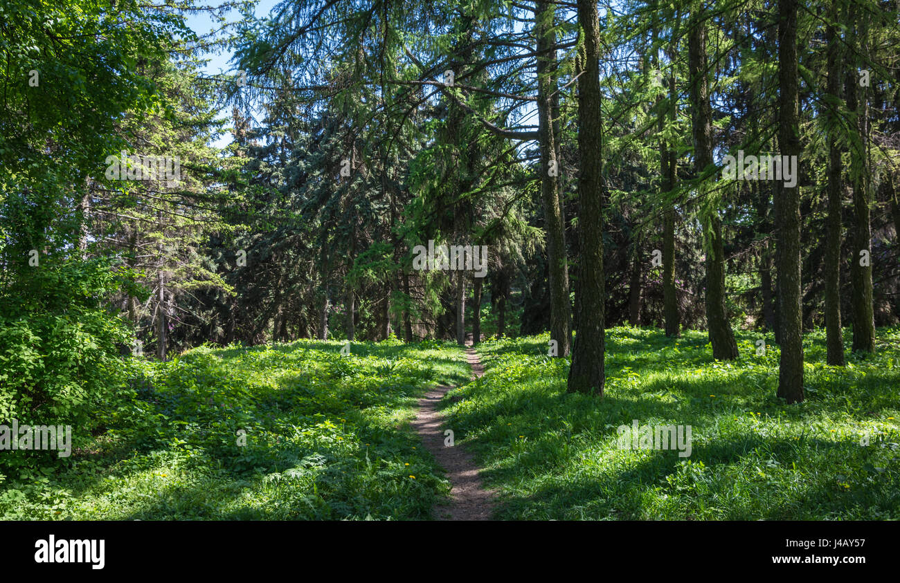 Un chemin qui traverse une forêt pittoresque consacrée par les rayons du soleil de l'été Banque D'Images