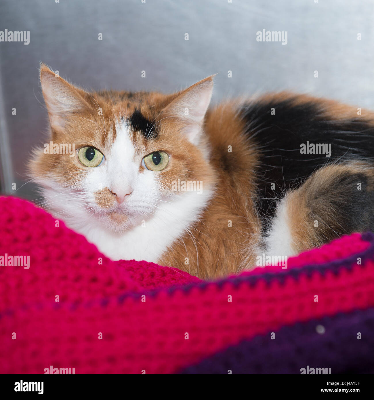 Calico Cat Outside Banque De Photographies Et D Images A Haute Resolution Alamy