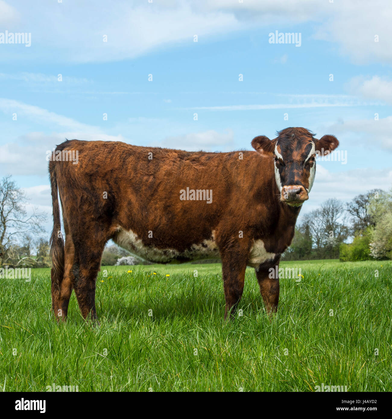 Vache dans champ avec ciel bleu Banque D'Images