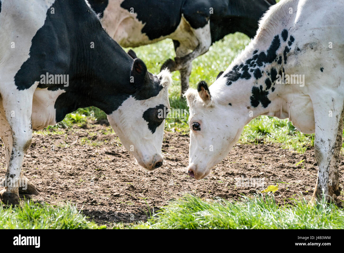 Vache noir et blanc tête à tête sur un domaine rural au printemps Banque D'Images