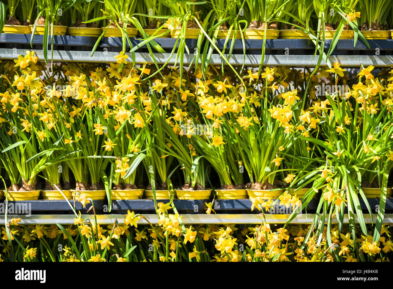 Les jonquilles sur une ligne dans un marché au printemps placés dans les pots de fleurs sur une tablette Banque D'Images