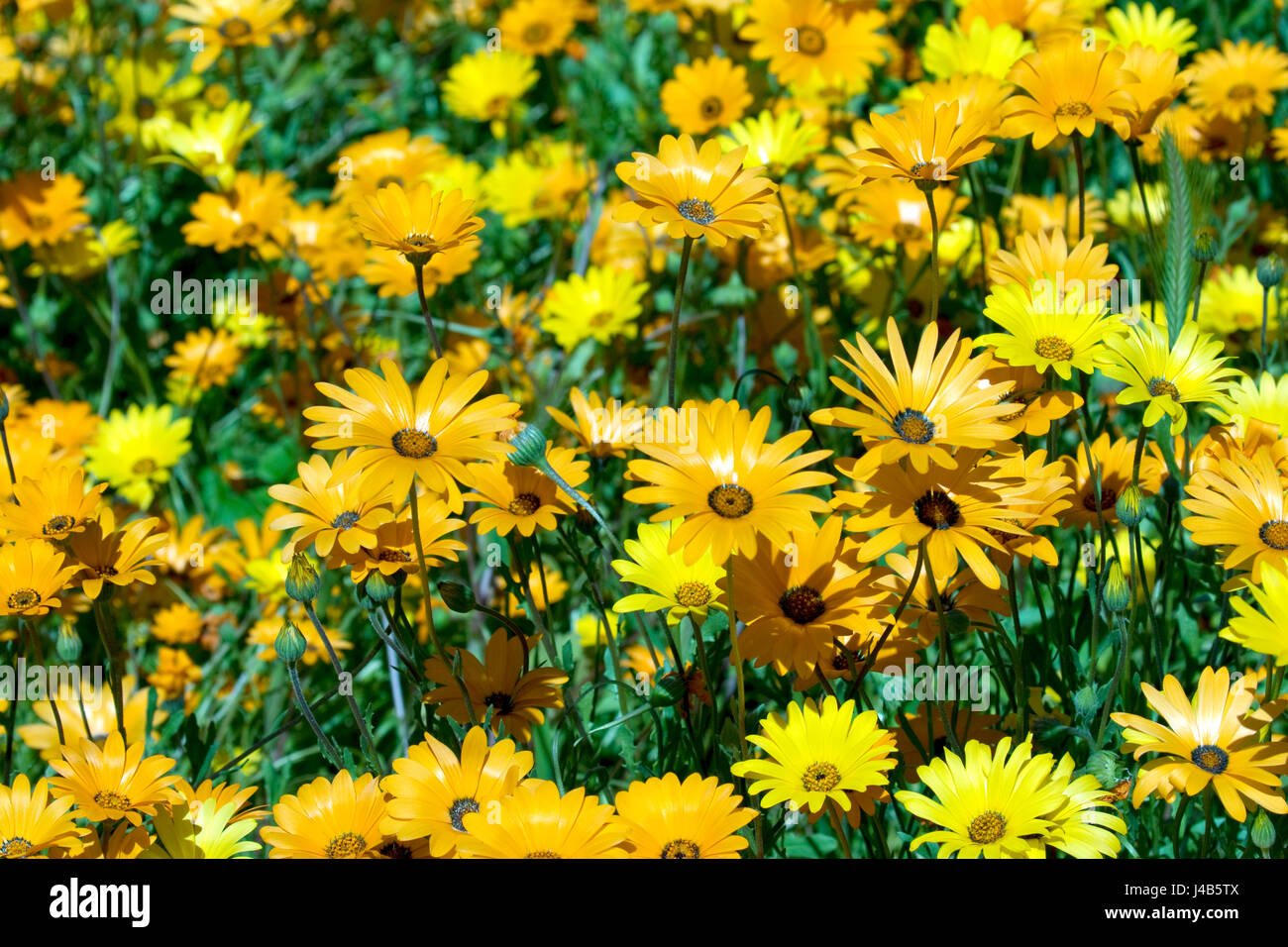 Une photographie de fleurs sauvages au printemps. Les couleurs sont principalement orange et jaune avec une touche de vert. Très bight et dynamique. Spécial Printemps à son meilleur. Banque D'Images