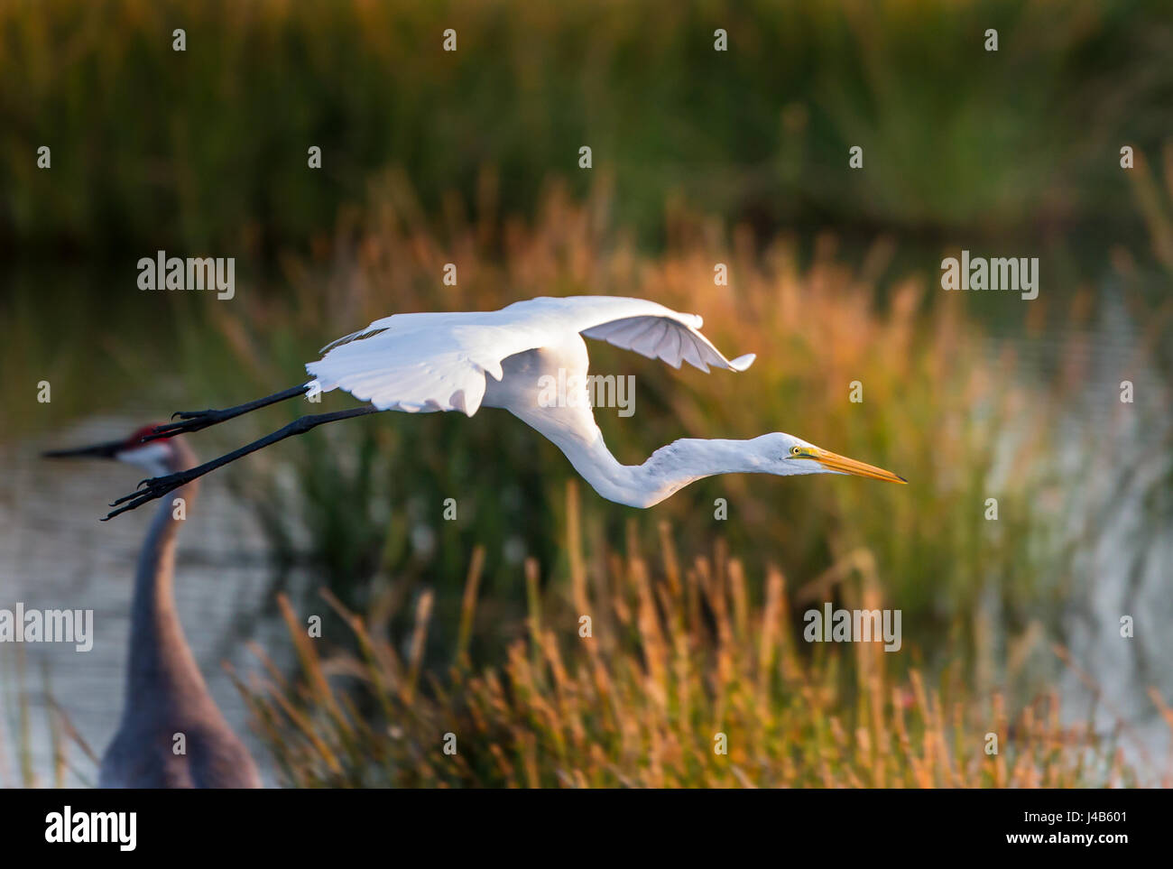 Géant volant aigrette en vol au dessus des champs de céleri en Floride Banque D'Images