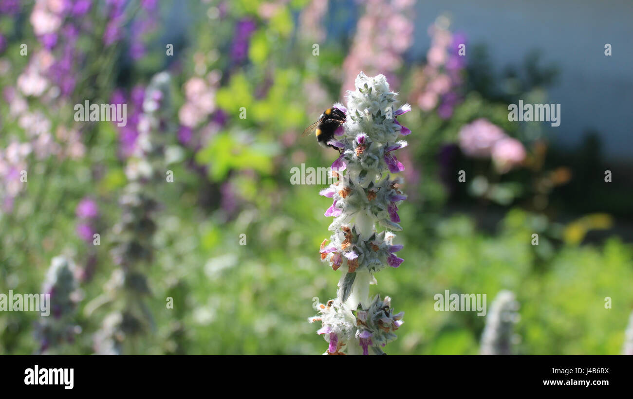 Bumblebee pollinisant une fleur Banque D'Images
