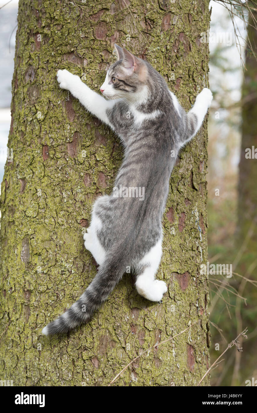 Un chaton gris et blanc grimpant une épinette de Sitka (Picea sitchensis) et s'accrochant au tronc Banque D'Images