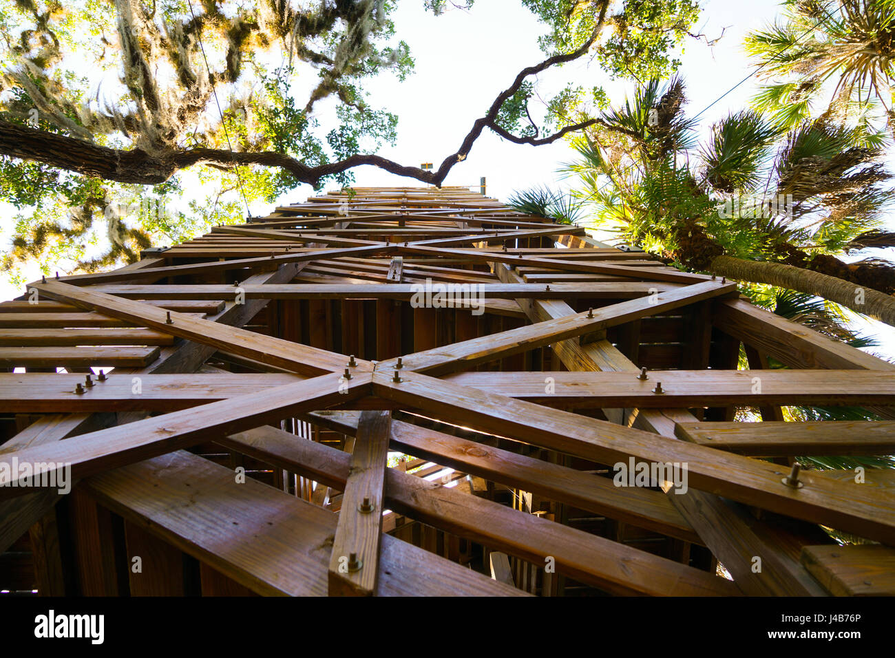 À la recherche jusqu'à l'une des tours au pied de la canopée dans Myakka State Park dans le sud-ouest de la Floride. Banque D'Images