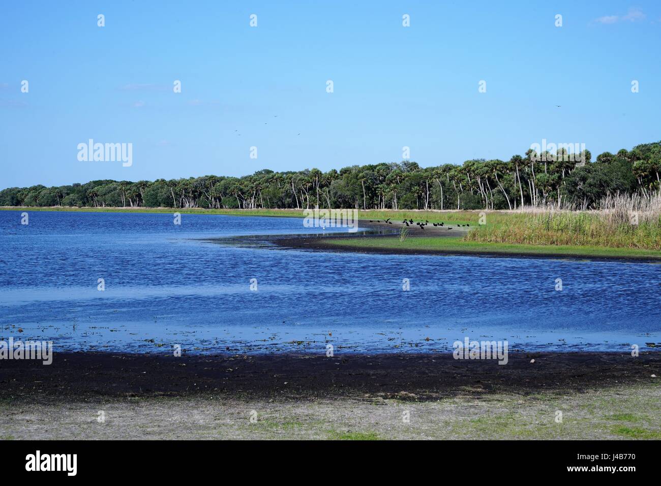 Un grand groupe de vautours autour de la mouture sur la rive de la Myakka River dans le sud-ouest de la Floride. Banque D'Images