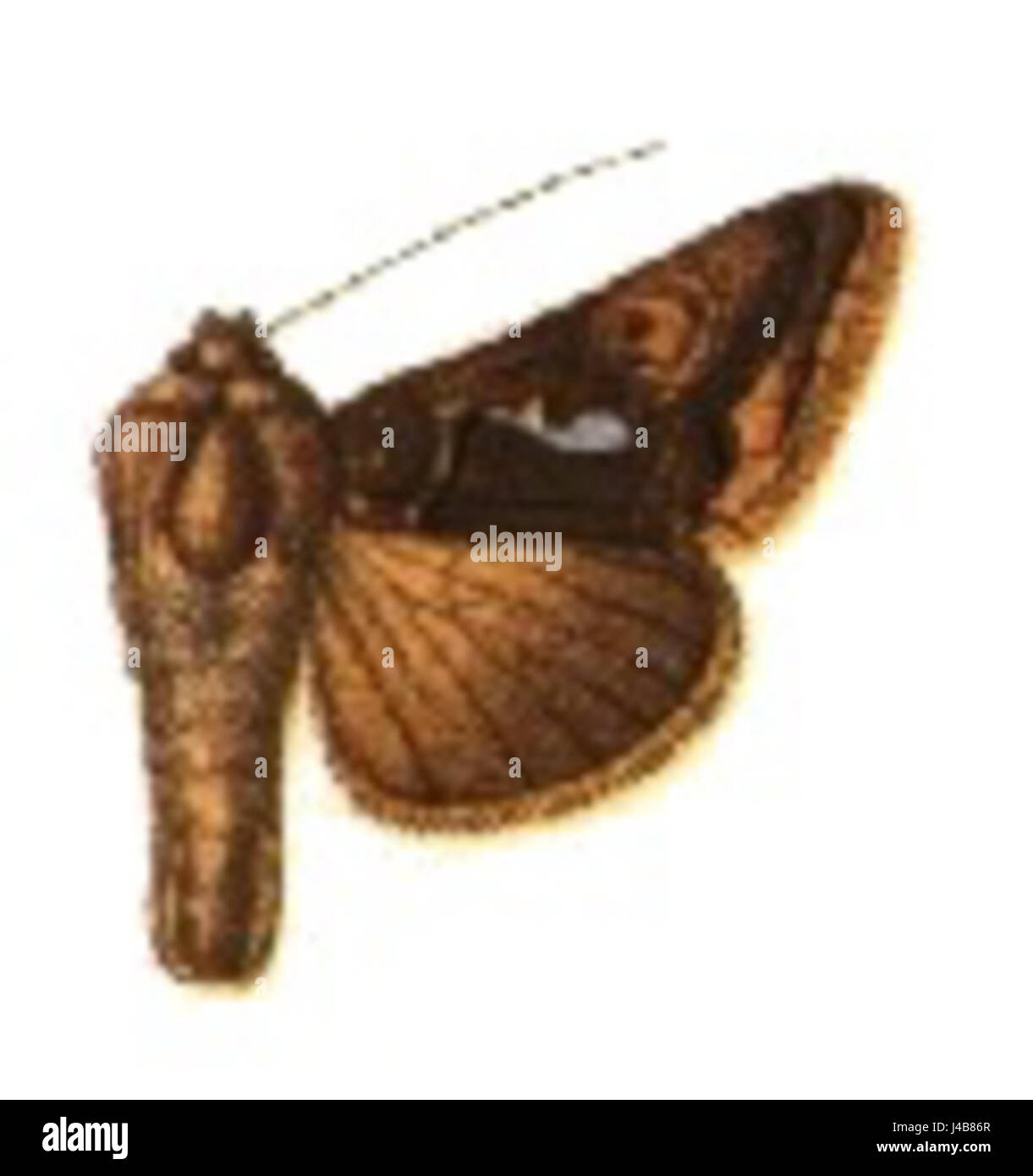 Phytometra calceolaris est une espèce de plante, peut-être un type d'orchidée ou autre plante à fleurs. Cette référence concerne probablement sa classification botanique et son habitat naturel. Banque D'Images