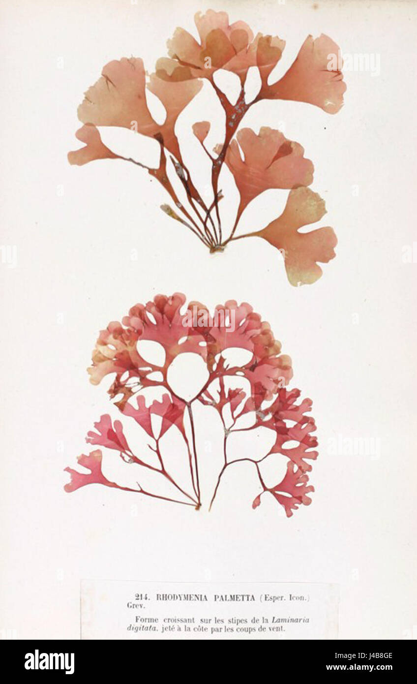 Rhodymenia pseudopalmata est une espèce d'algues rouges que l'on trouve dans les régions côtières, en particulier dans les eaux tempérées. Cette image met en valeur ses frondes distinctives et son habitat aquatique. Banque D'Images