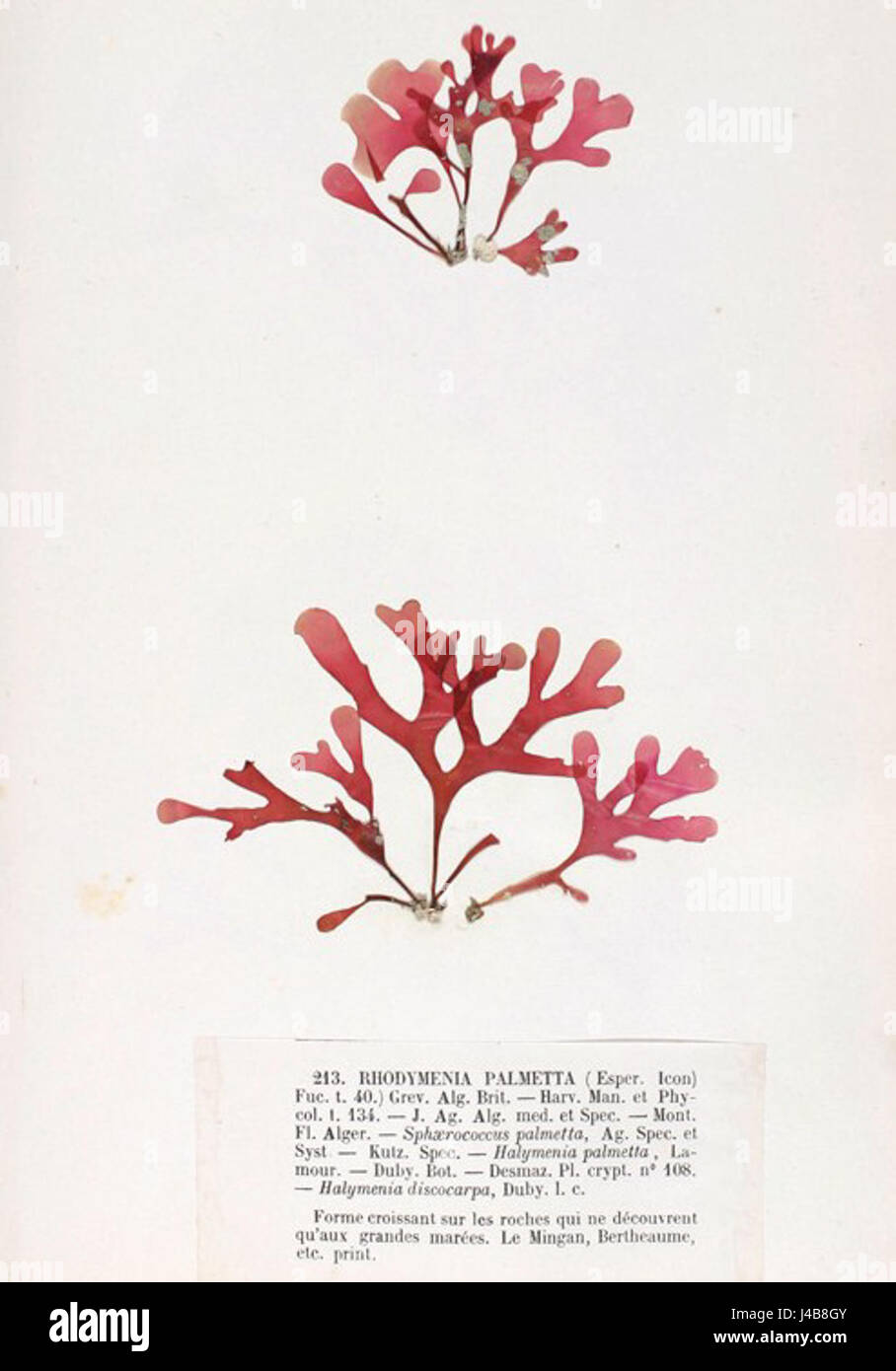 Rhodymenia pseudopalmata Crouan 1 Banque D'Images