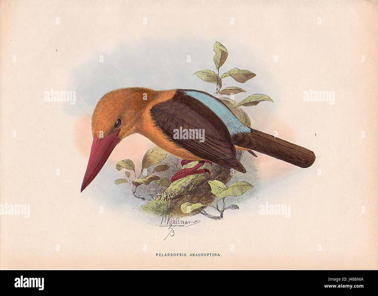 Pelargopsis amauroptera, communément connu sous le nom de héron de nuit couronné noir, est une espèce de héron trouvé dans diverses parties de l'Asie. Il se caractérise par sa couronne noire distinctive et son plumage accrocheur. Banque D'Images