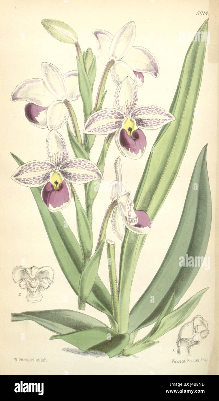Cette illustration botanique de la publication de Curtis en 1866 montre l'espèce d'orchidée Phragmipedium schlimii, précédemment classée Cypripedium schlimii. L'image met en évidence la structure florale et foliaire distinctive de la plante. Banque D'Images