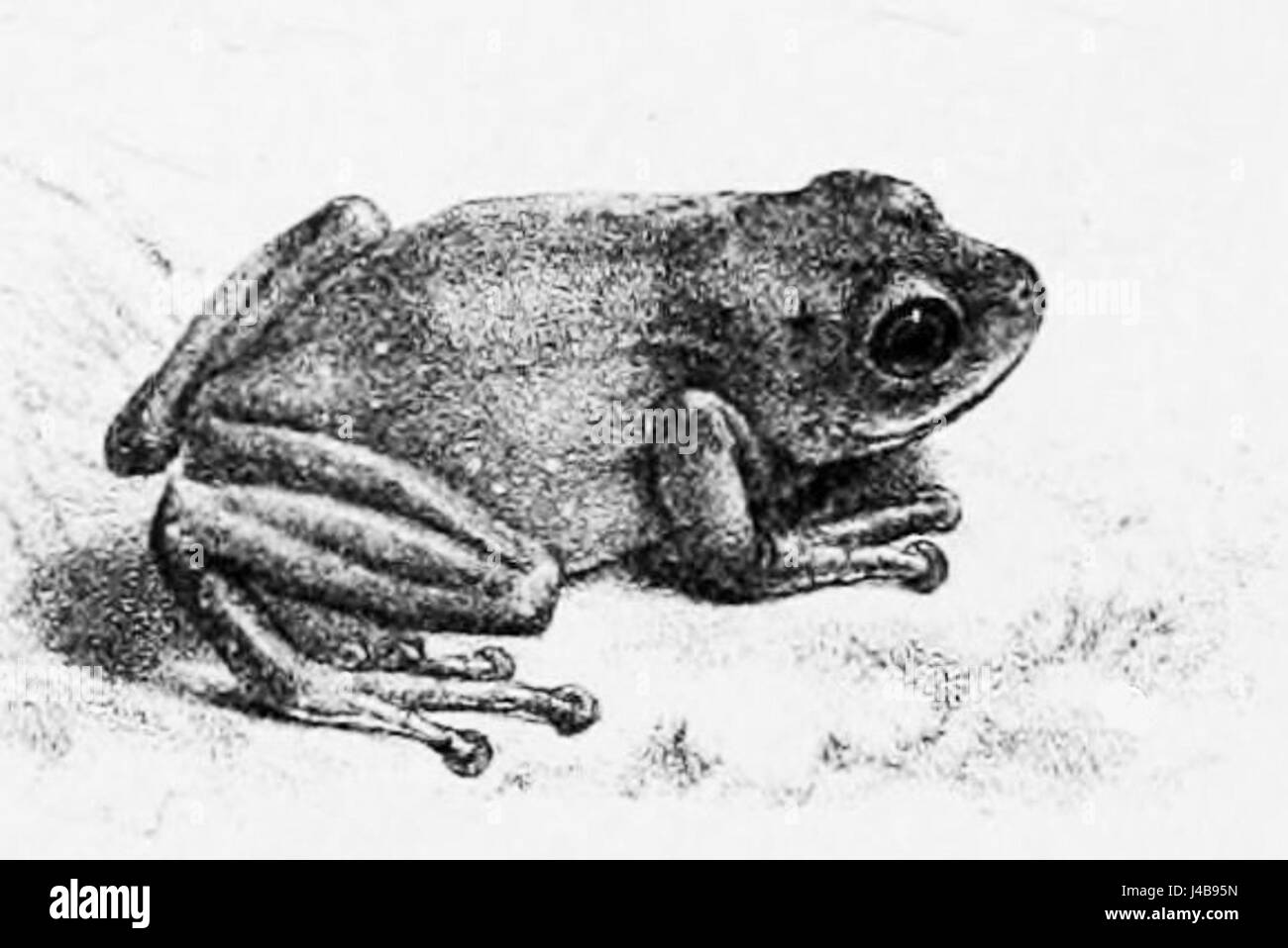 Pseudophilautus chalazodes Banque D'Images