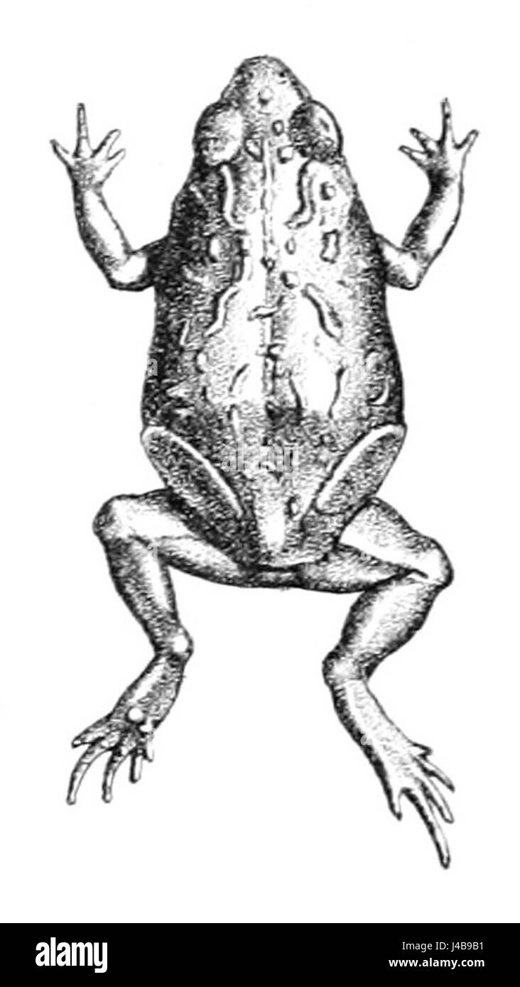 Pseudophryne guentheri, également connu sous le nom de Toadlet de Guenther, est une espèce de petits amphibiens terrestres trouvés en Australie. Il est connu pour sa couleur et son motif distinctifs et habite des régions spécifiques avec des conditions environnementales appropriées. Banque D'Images