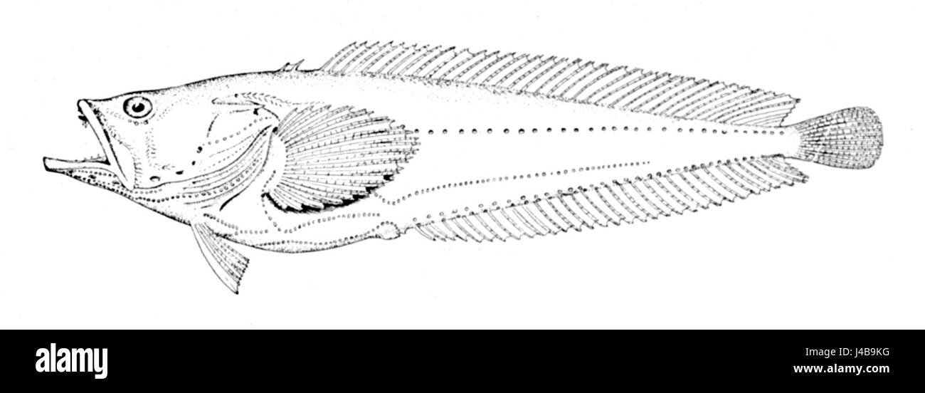 Porichthys porosissimus est une espèce de crapaud que l'on trouve dans les eaux côtières du golfe du Mexique. Ce poisson est connu pour son aspect distinctif et ses vocalisations uniques, qui contribuent à sa reconnaissance dans les études de biologie marine. Banque D'Images