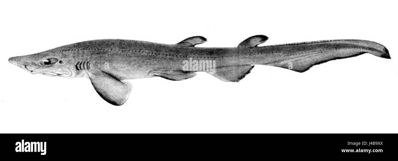 Pristiurus murinus par collett Banque D'Images