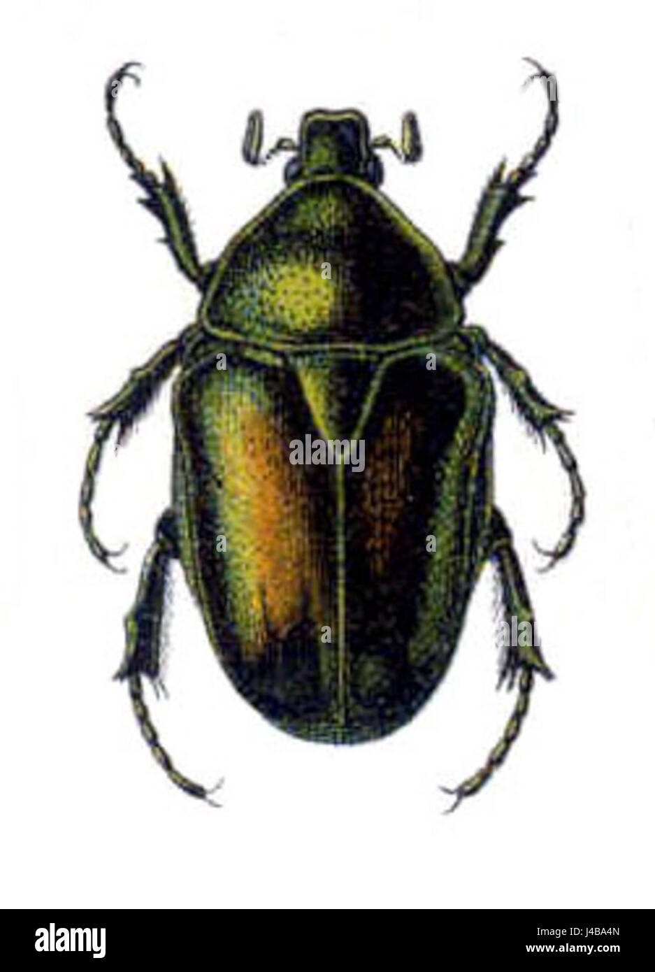 Protaetia aeruginosa est une espèce de coléoptère de la famille des Scarabaeidae, communément connue pour sa coloration verte frappante. Il est originaire de certaines régions d'Asie et d'Afrique. Banque D'Images