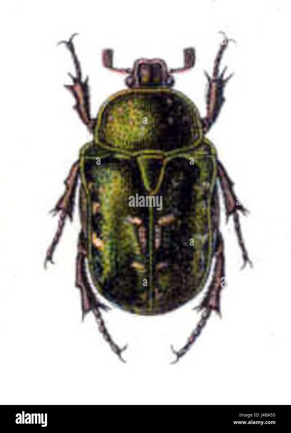 Protaetia cuprea Banque D'Images