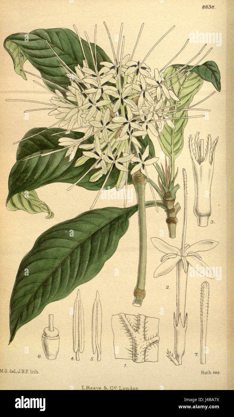 Pavetta abyssinica est une espèce végétale originaire d'Afrique, en particulier en Ethiopie. Il est connu pour ses propriétés médicinales et son importance écologique dans les régions où il pousse. Banque D'Images Pavetta abyssinica est une espèce végétale originaire d'Afrique, en particulier en Ethiopie. Il est connu pour ses propriétés médicinales et son importance écologique dans les régions où il pousse. Banque D'Images
