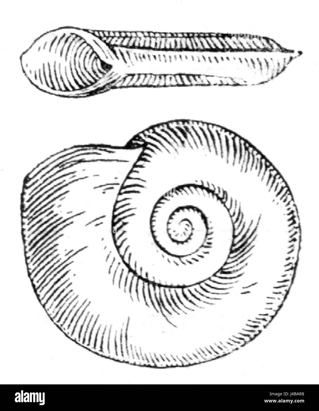 Un dessin détaillé du Planorbis carinatus, une espèce d'escargot d'eau douce connue pour sa coquille enroulée. L'illustration met en évidence ses caractéristiques distinctes, y compris la forme de la coquille et l'anatomie de l'escargot. Banque D'Images