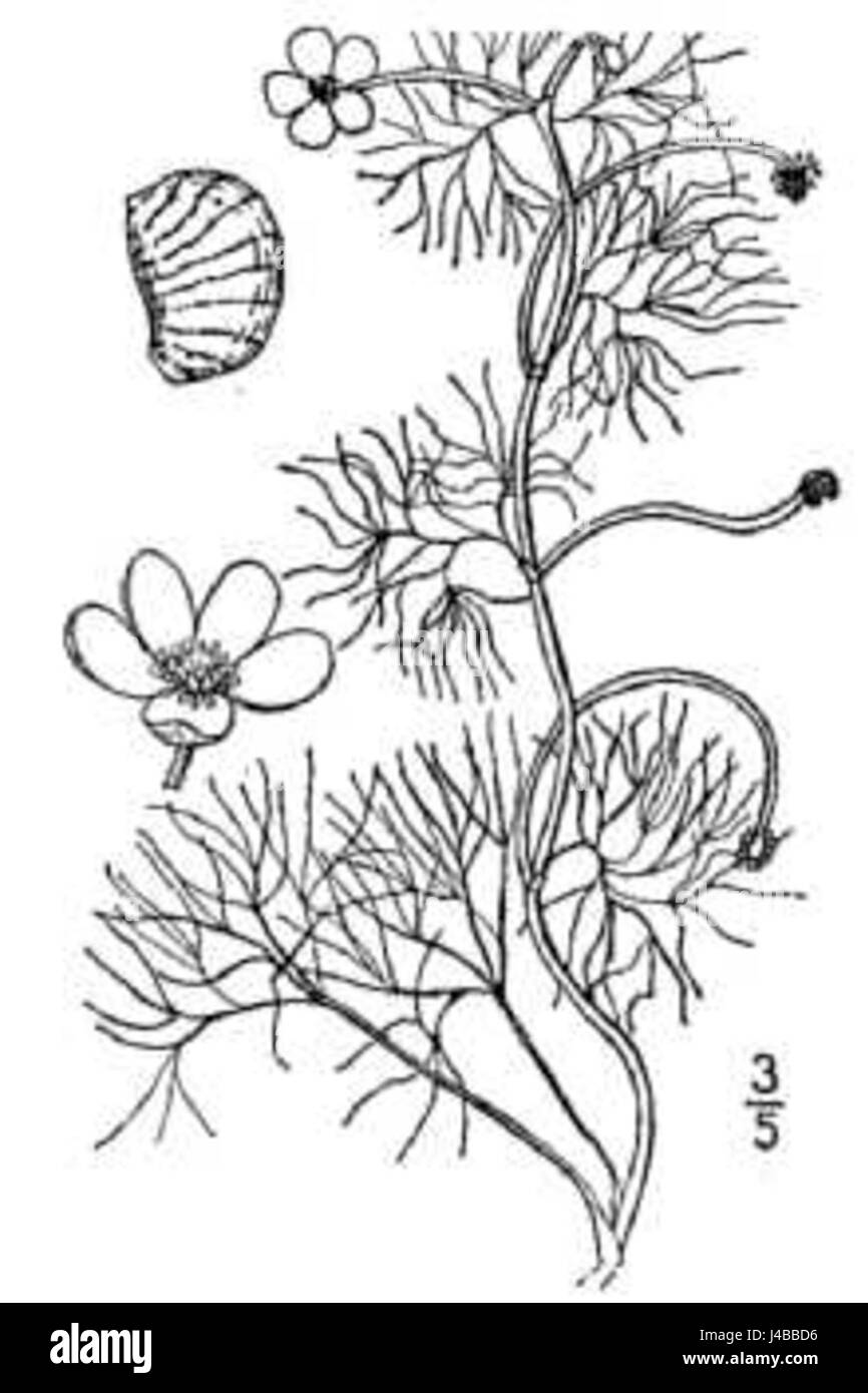 Ranunculus trichophyllus est une espèce de buttercup d'eau que l'on trouve dans les milieux aquatiques à travers l'Europe. Il se caractérise par ses feuilles délicates et ses petites fleurs jaunes, poussant généralement dans des eaux peu profondes comme les étangs et les ruisseaux. Banque D'Images