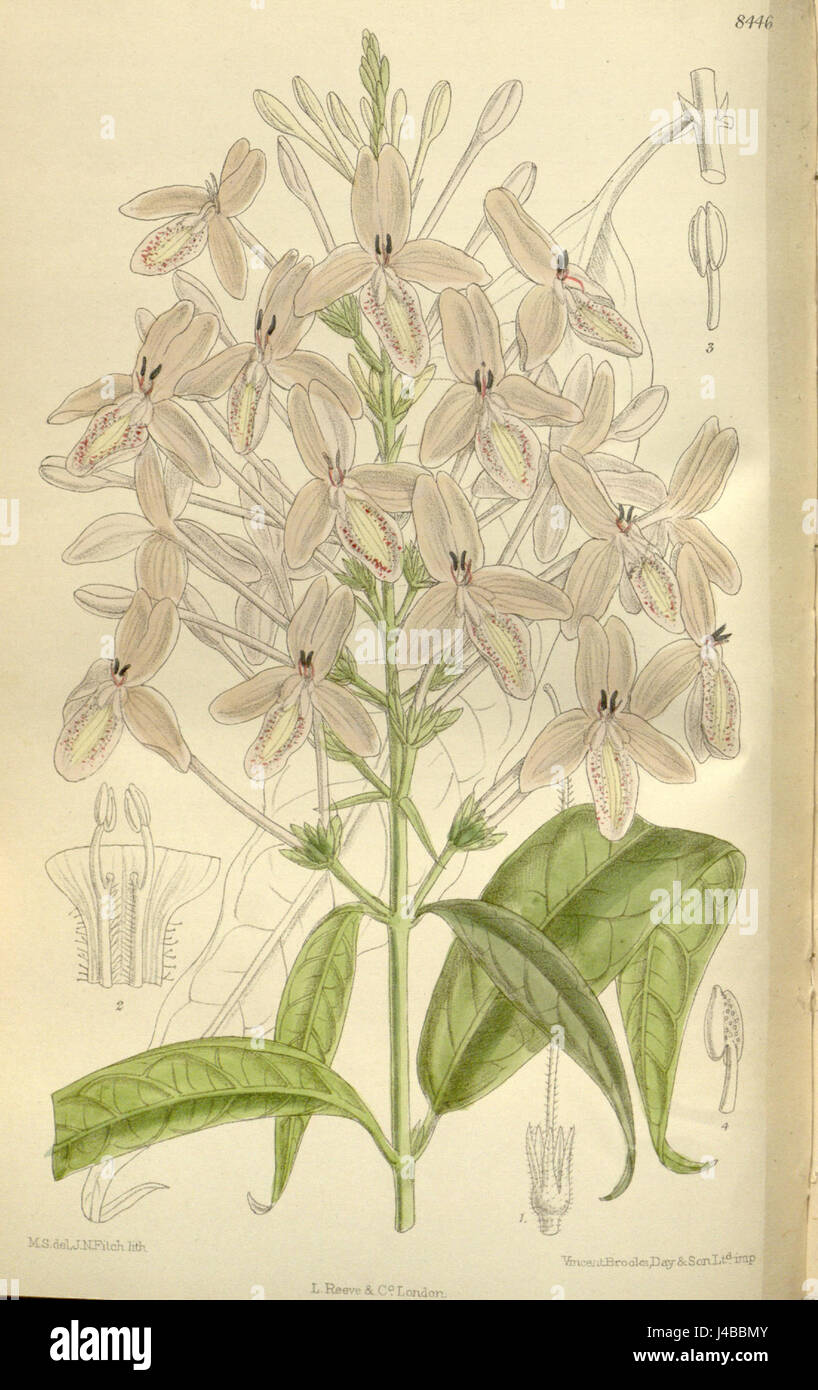 Pseuderanthemum lilacinum, communément appelé plante à fleurs lilas, est une espèce originaire des régions tropicales. Il est admiré pour ses fleurs attrayantes et est couramment utilisé dans l'aménagement paysager à des fins ornementales. Banque D'Images