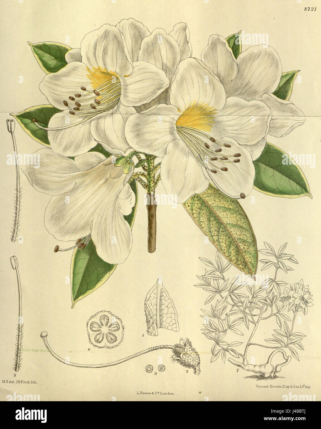 Rhododendron cuffeanum est une espèce de rhododendron, probablement mentionnée dans un contexte botanique ou horticole. Les chiffres 143 872 peuvent représenter une classification, un numéro de collection ou un spécimen botanique spécifique. Cette plante est connue pour sa valeur ornementale et est souvent cultivée dans les jardins pour ses belles fleurs. Banque D'Images