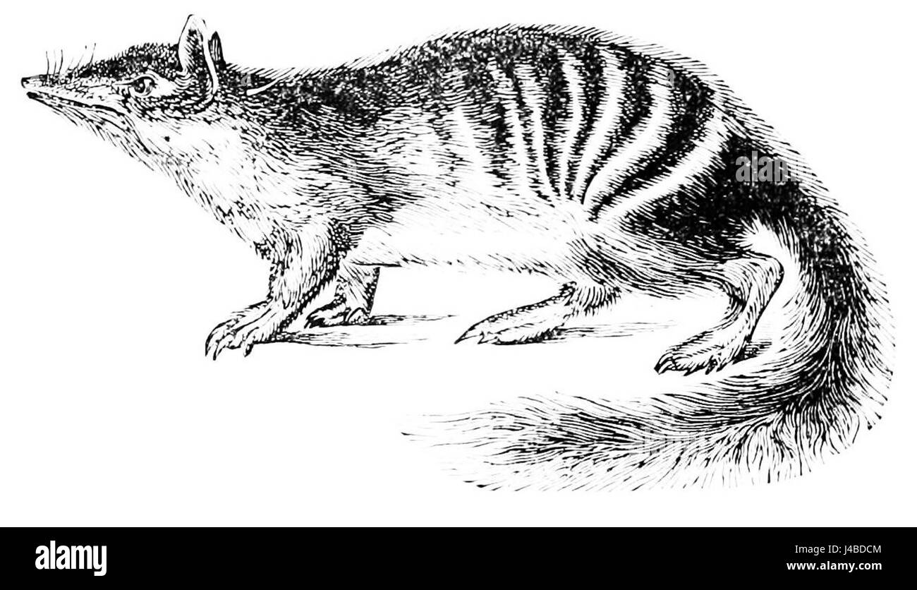 PSM V08 D439 Myrmecobius Banque D'Images