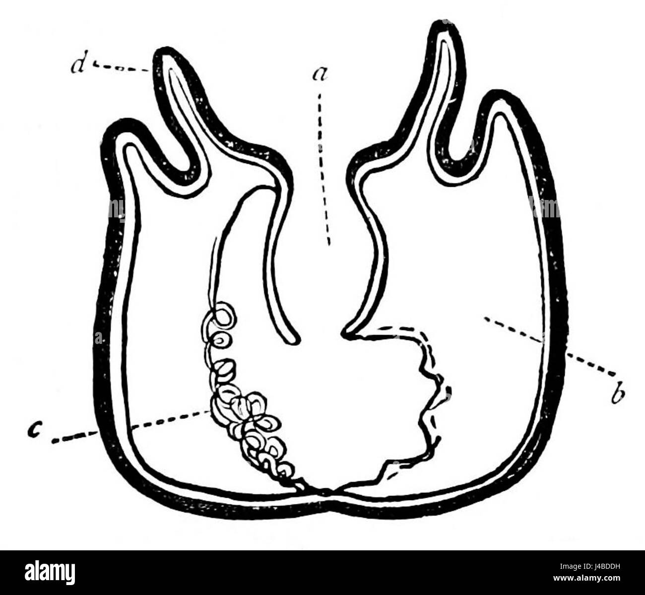 La coupe verticale d'Actinia, de PSM V07 D015, montre la structure anatomique détaillée de cet organisme marin. Actinia est un genre d'anémones de mer, connu pour leur apparence vibrante et leur importance dans les écosystèmes marins. Banque D'Images