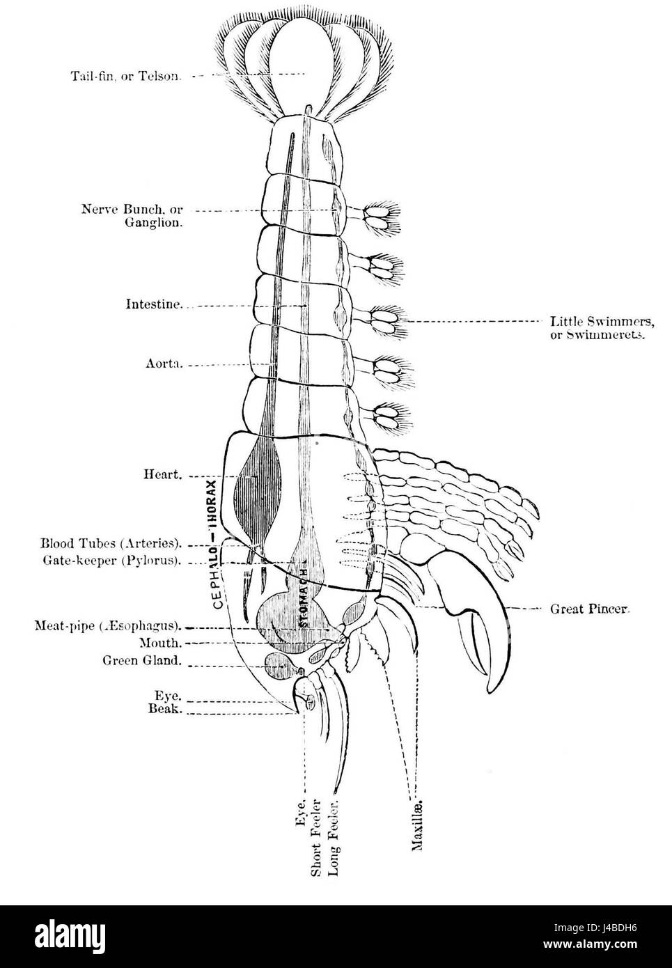 PSM V06 D602 schéma intestinale de homard Banque D'Images