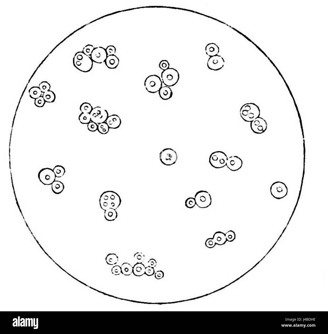 *PSM V21 D302* est une illustration scientifique des cellules de levure, décrivant leur structure et leurs caractéristiques, un visuel clé dans l'étude de la microbiologie et de la biologie cellulaire. Banque D'Images