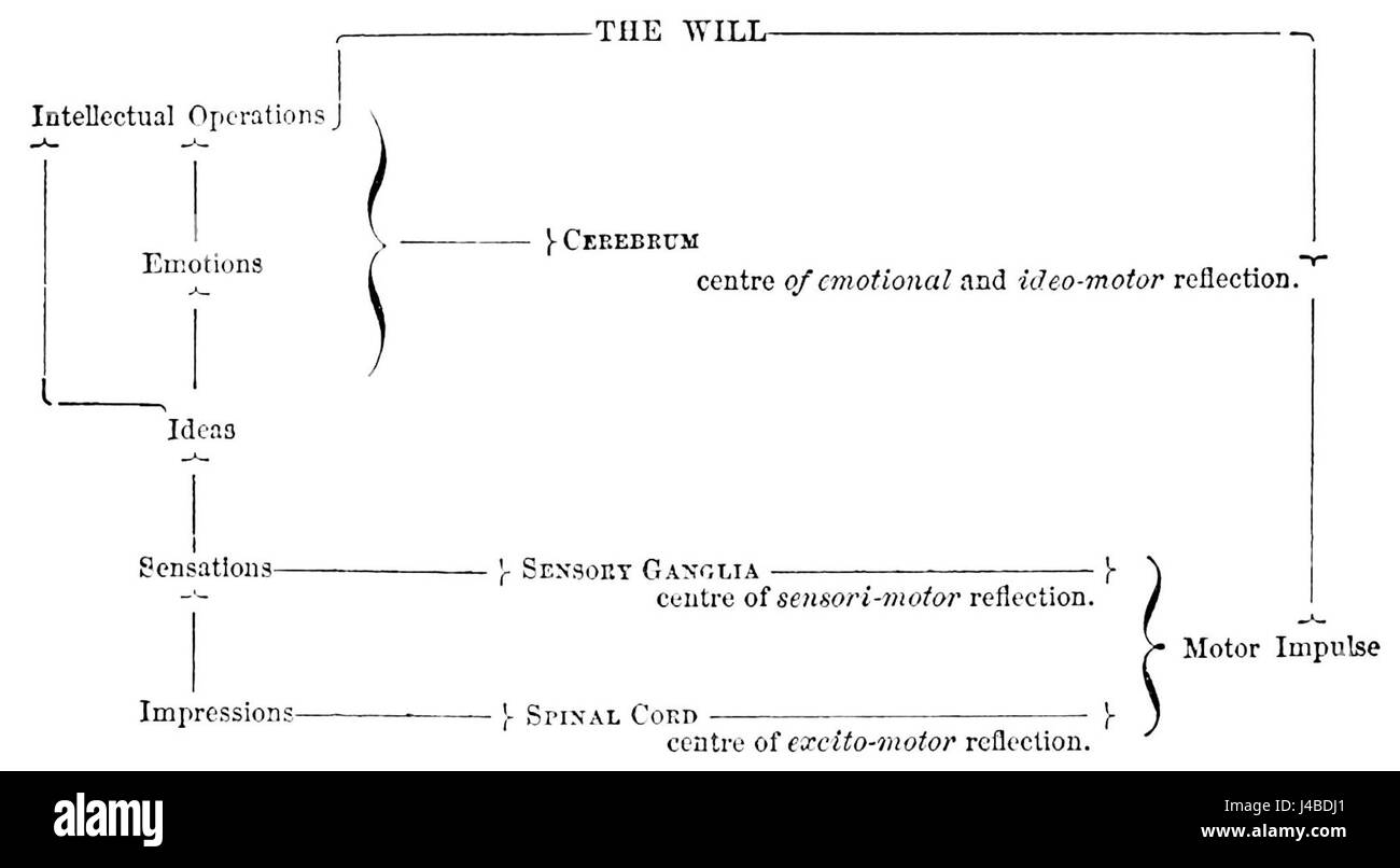 PSM V01 D576 Diagramme illustrant l'activité du cerveau subconscient Banque D'Images