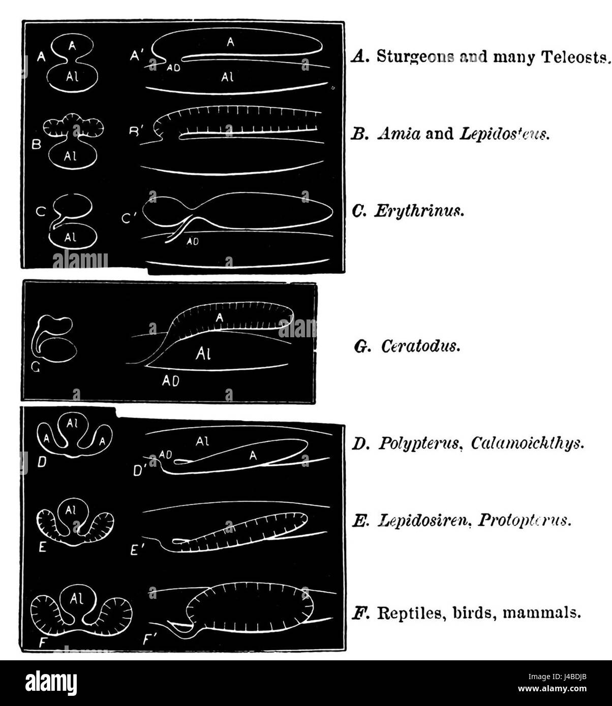 PSM V11 D021 canal alimentaire schémas électriques Banque D'Images