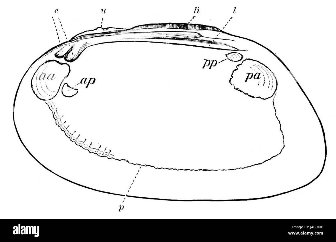 Cette illustration scientifique du Popular Science Monthly représente la vanne droite d'une moule d'eau douce. L'image fait partie d'une étude en histoire naturelle, axée sur les caractéristiques anatomiques des mollusques. Banque D'Images
