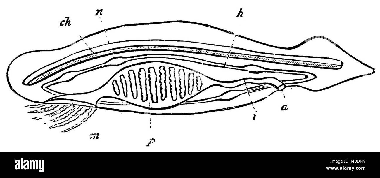 PSM V19 D663 Schéma de l'amphioxus Banque D'Images