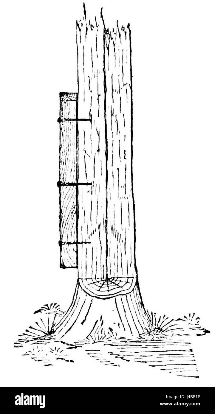 PSM V30 D195 de l'énergie à l'essai de cellules végétales Banque D'Images