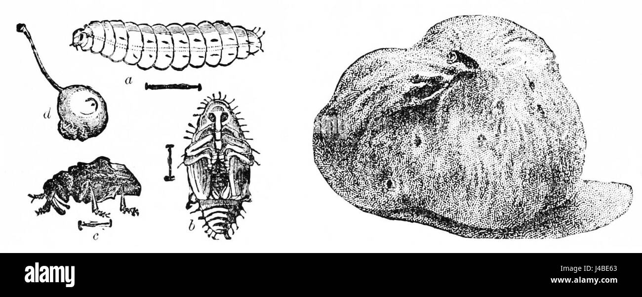 L'image intitulée 'le curculio de prunes et les dommages causés' illustre les effets de ce ravageur sur les cultures de prunes, soulignant son impact destructeur sur l'agriculture. Banque D'Images