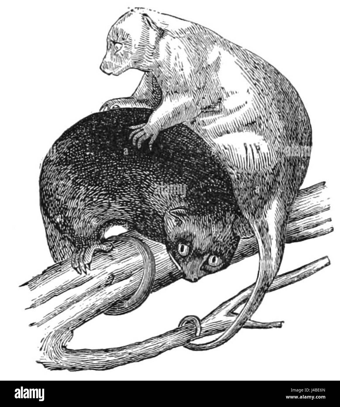 Le Cuscus orientalis, également connu sous le nom de cuscus oriental, est un marsupial originaire des forêts de Nouvelle-Guinée et des régions environnantes, reconnu pour ses caractéristiques distinctives et son habitat dans les forêts tropicales humides. Banque D'Images