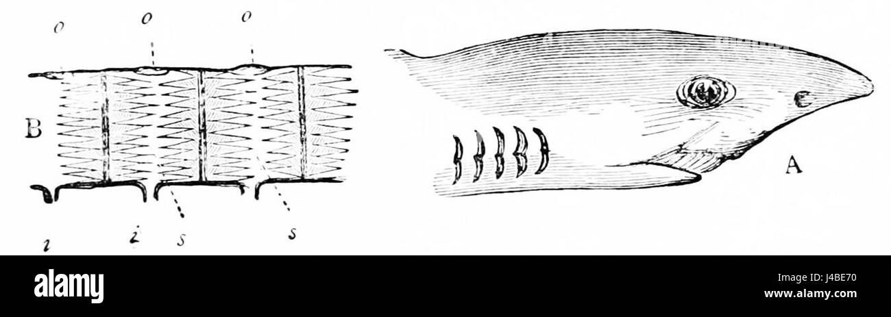 Illustration ou description scientifique d'un aiguillon, avec un accent sur les poches branchiques et leurs caractéristiques anatomiques, de la publication PSM V20 D765. Banque D'Images