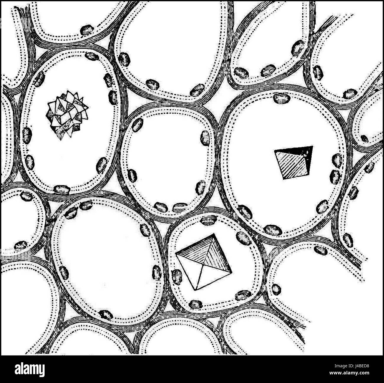 Cette illustration scientifique montre la coupe transversale d'un pétiole avec des cristaux présents dans les cellules végétales, contribuant à la compréhension des structures cellulaires végétales et de la biologie. Banque D'Images