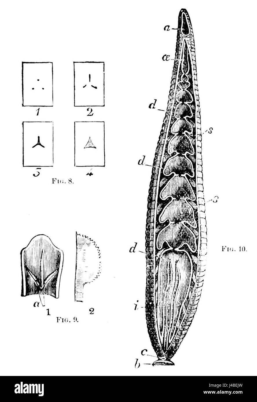 Cette image illustre diverses formes de morsures de sangsues, mettant en évidence les différentes formes, tailles et effets des morsures de sangsues sur la peau humaine. Il sert d'étude médicale et biologique de ces créatures parasites. Banque D'Images