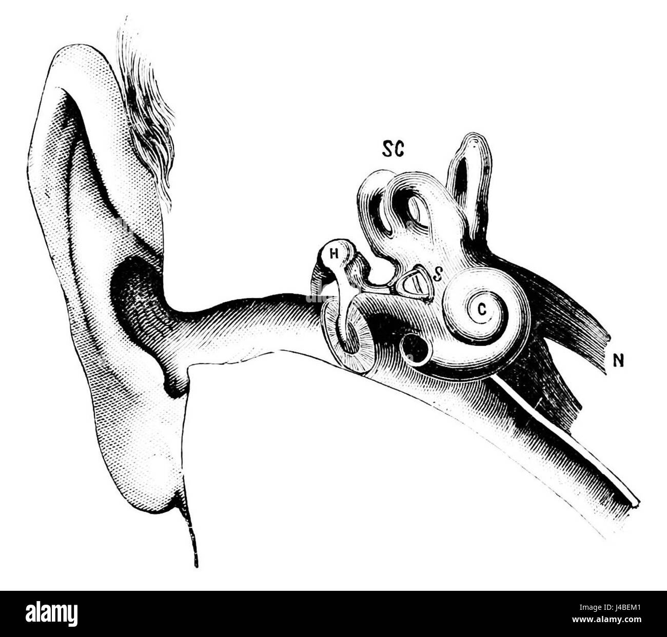 Cette illustration de PSM V14 D076 montre la structure anatomique du conduit auditif et de ses os associés, mettant en évidence les composants clés de l'anatomie de l'oreille. Banque D'Images