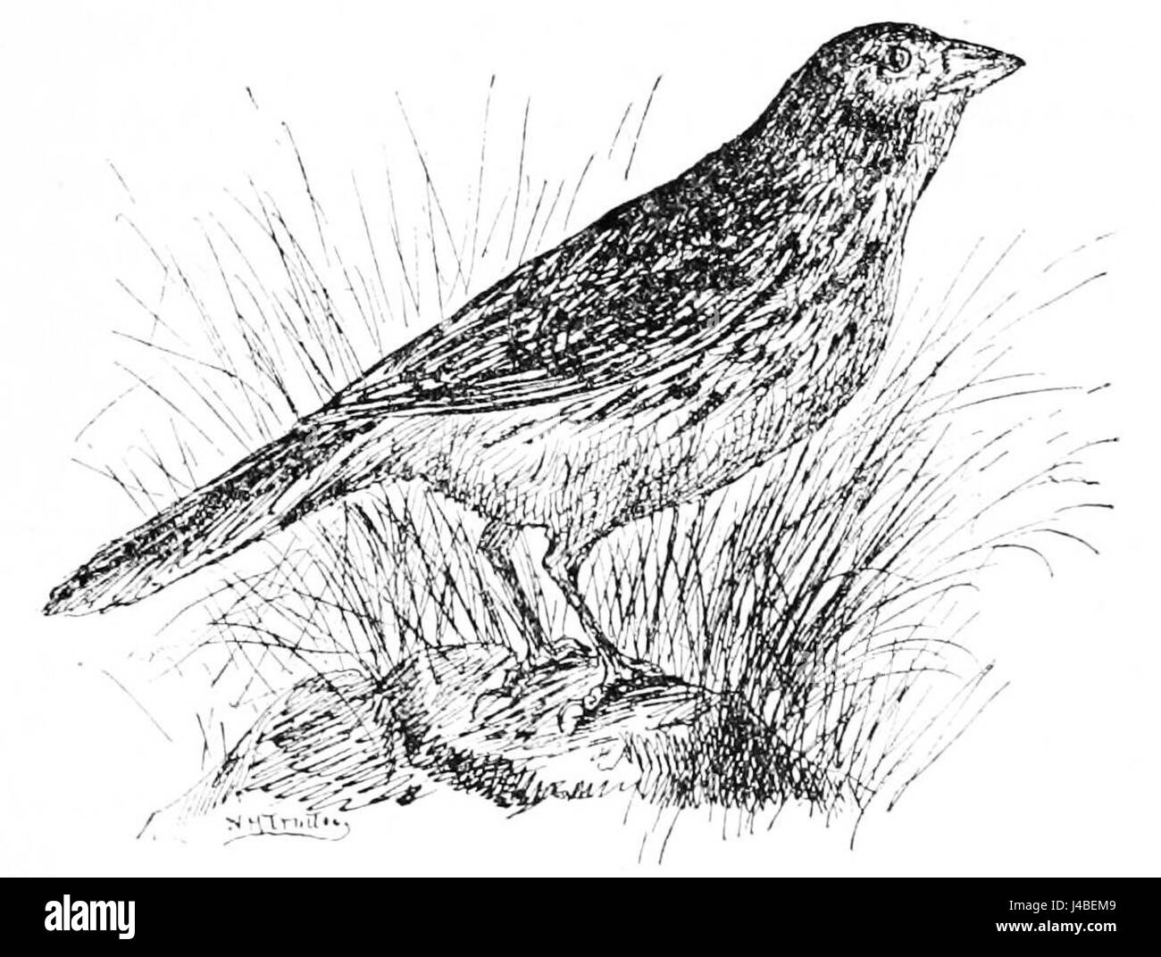 Le PSM V42 D472 présente une illustration du Moineau du Vesper, mettant en évidence ses caractéristiques physiques et son habitat dans le cadre de l'étude plus vaste des espèces d'oiseaux nord-américaines. Banque D'Images