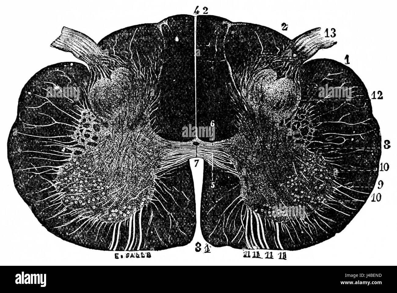 Cette image de PSM V26 D757 montre une coupe transversale de la moelle épinière humaine dans la région cervicale, illustrant les structures neuronales et l'anatomie dans cette zone clé du système nerveux. Banque D'Images