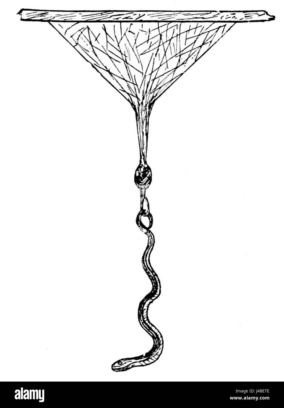 L'image représente un serpent enchevêtré dans une toile d'araignée, montrant probablement une rencontre naturelle inhabituelle ou rare. L'illustration capture l'enchevêtrement du serpent et de la toile de manière détaillée et dramatique, mettant l'accent sur la lutte et l'interaction entre deux espèces différentes dans un cadre naturel. Banque D'Images
