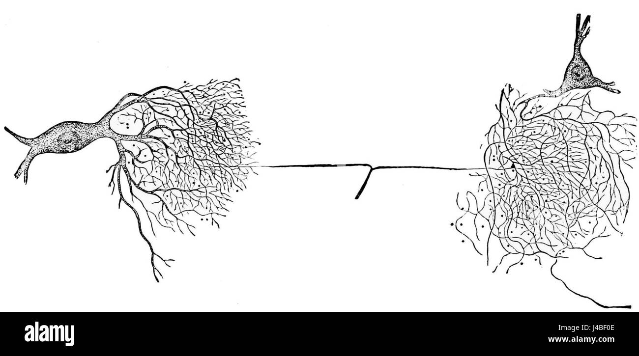'PSM V26 D755' fait référence à une illustration ou étude scientifique de la division d'une fibre nerveuse très mince, montrant des processus biologiques détaillés et des structures impliquées dans la physiologie nerveuse. Banque D'Images