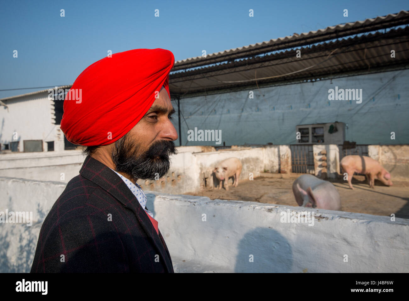 Un Sikh se trouve à côté de la plume d'un cochon dans une ferme de la province du Punjab, en Inde. Banque D'Images