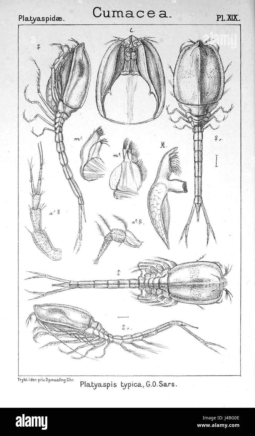 La planche XIX représente *Platyaspis typica*, une espèce de la classe des crustacés. Cette illustration détaillée met en évidence les caractéristiques et l'anatomie de speciesâ€™. Banque D'Images