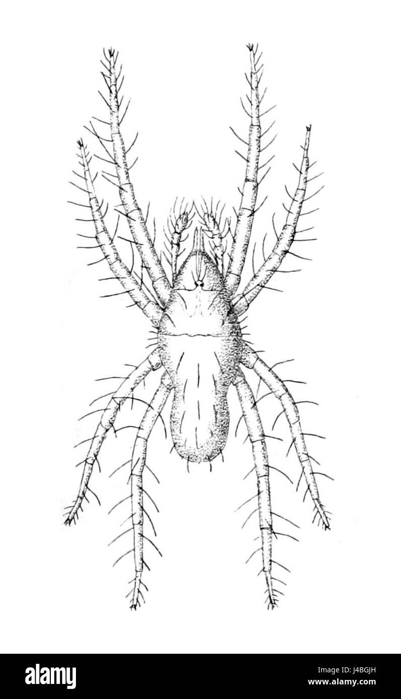 Poecilophysis kerguelenensis est une espèce de reptile préhistorique, avec cette illustration de 1876 montrant son anatomie détaillée et son étude fossile. Banque D'Images