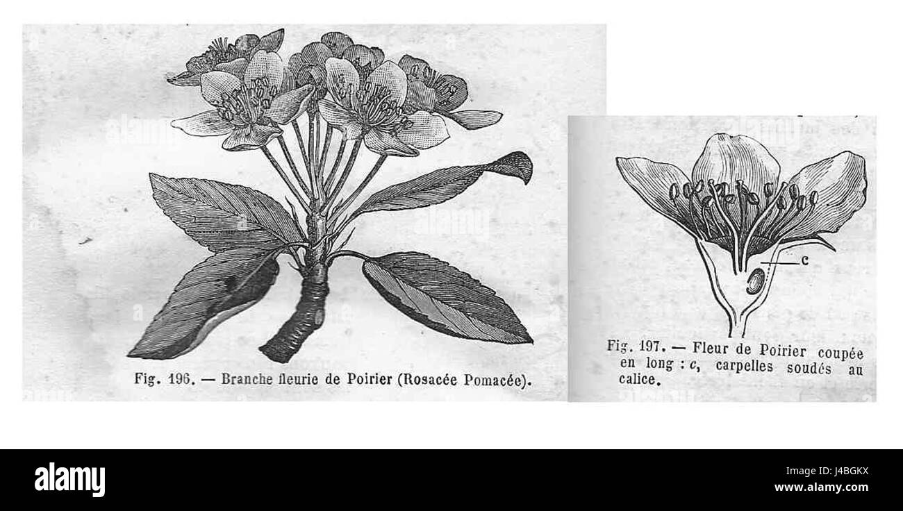 Poirier rameau & fleur Banque D'Images